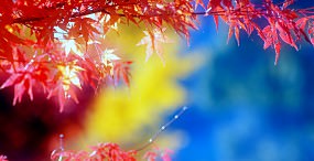 植物・葉の壁紙#76サムネイル