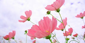 空・雲の壁紙#51サムネイル