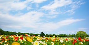 空・雲の壁紙#81サムネイル
