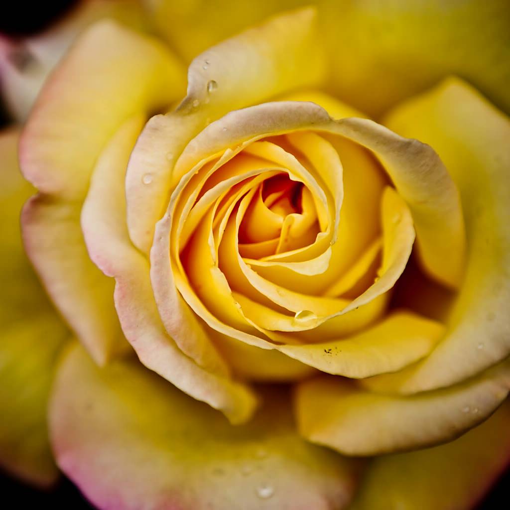 高画質な薔薇の壁紙7(iPad用/1024×1024)