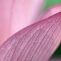 flower_eyecatch
