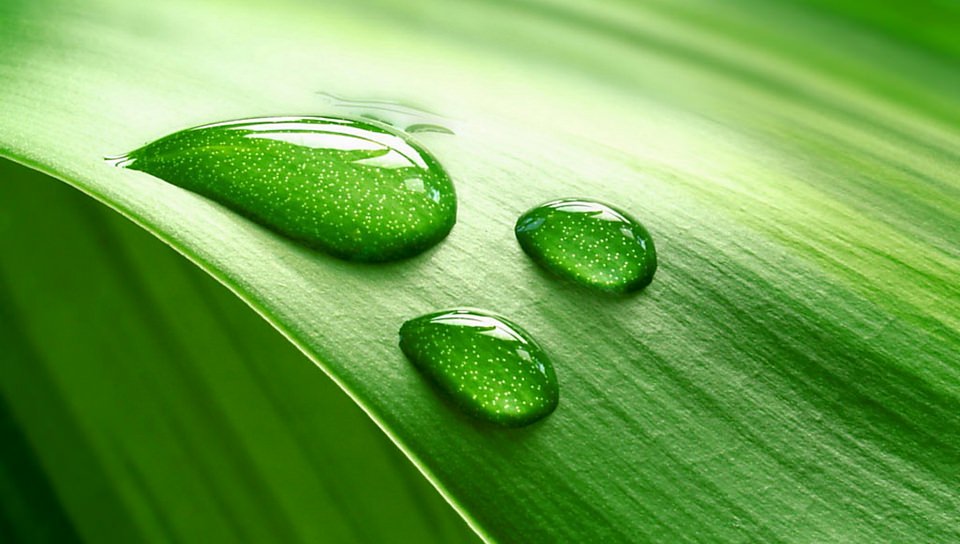 緑草の滴の壁紙(PSP Vita用/960×544)