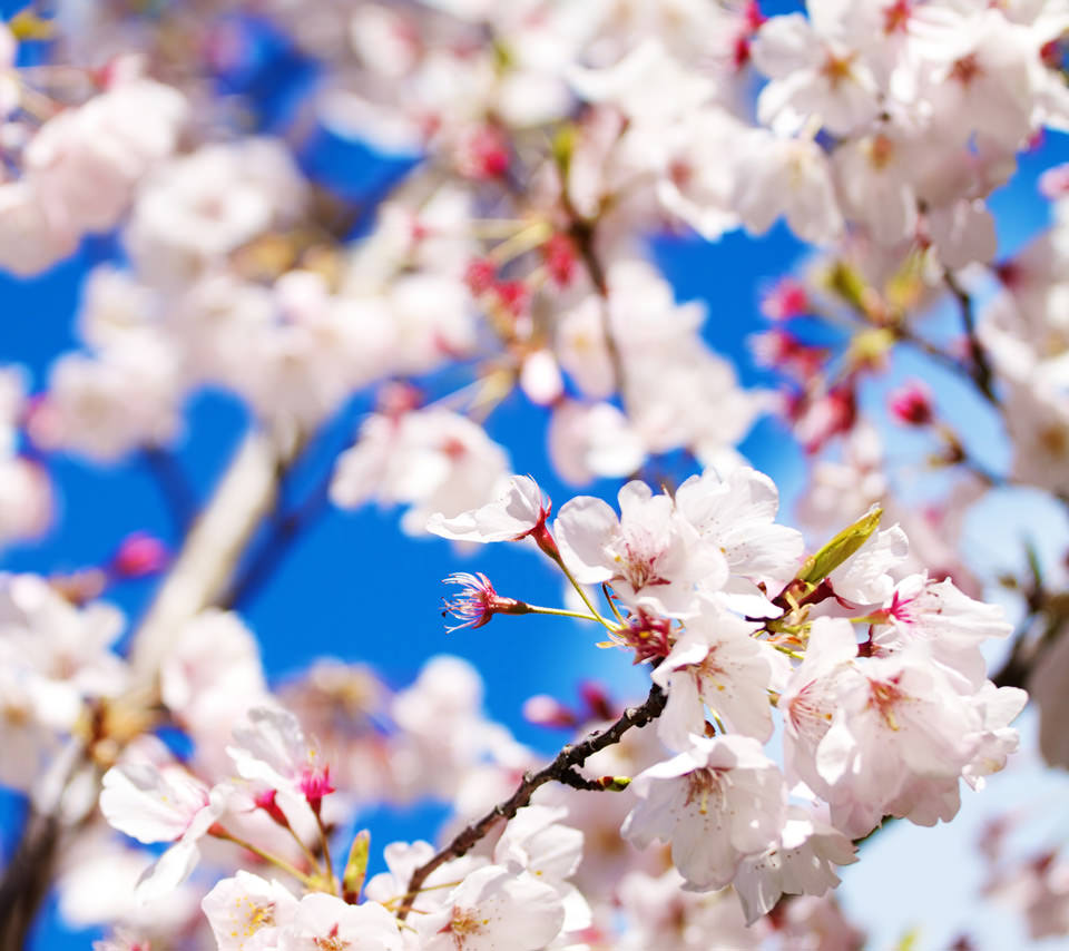 桜の季節のスマホ用壁紙(Android用/960×854)