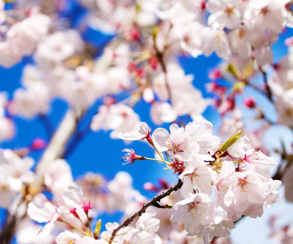 綺麗な桜満開のスマホ用壁紙(Android用/960×800)
