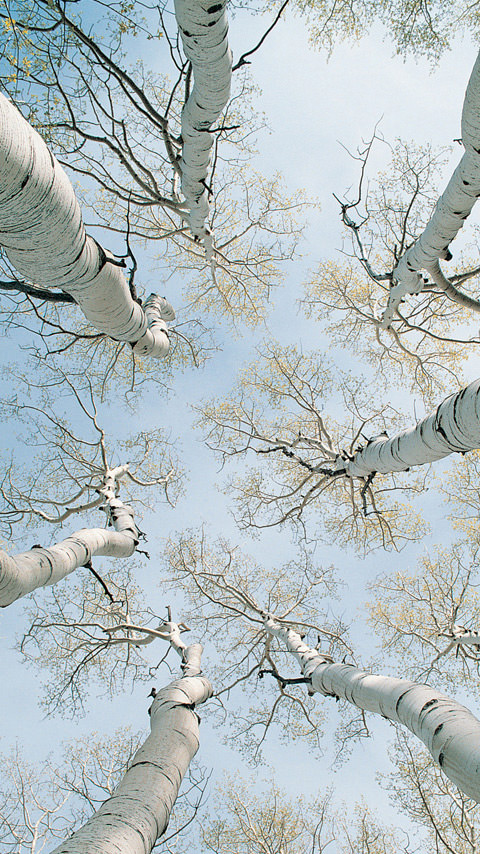 冬の白樺のスマホ用壁紙(Android用/480×854)