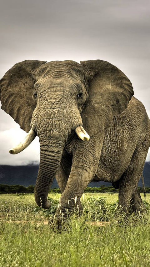アフリカ象のスマホ用壁紙(Android用/480×854)