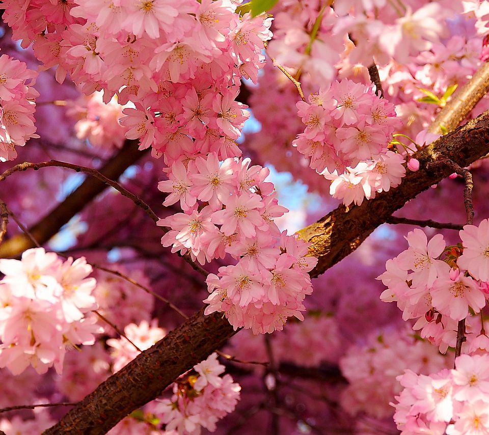 満開の桜の壁紙(Android用/960×854)