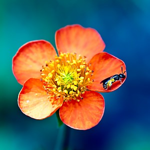花と蜜蜂の壁紙(iPad3用/2048×2048)