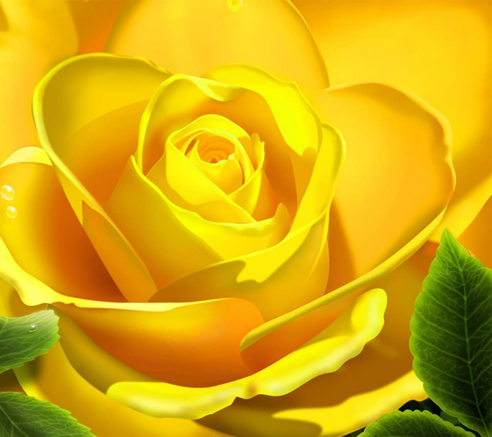 黄色い薔薇のスマホ用壁紙(Android用/960×854)