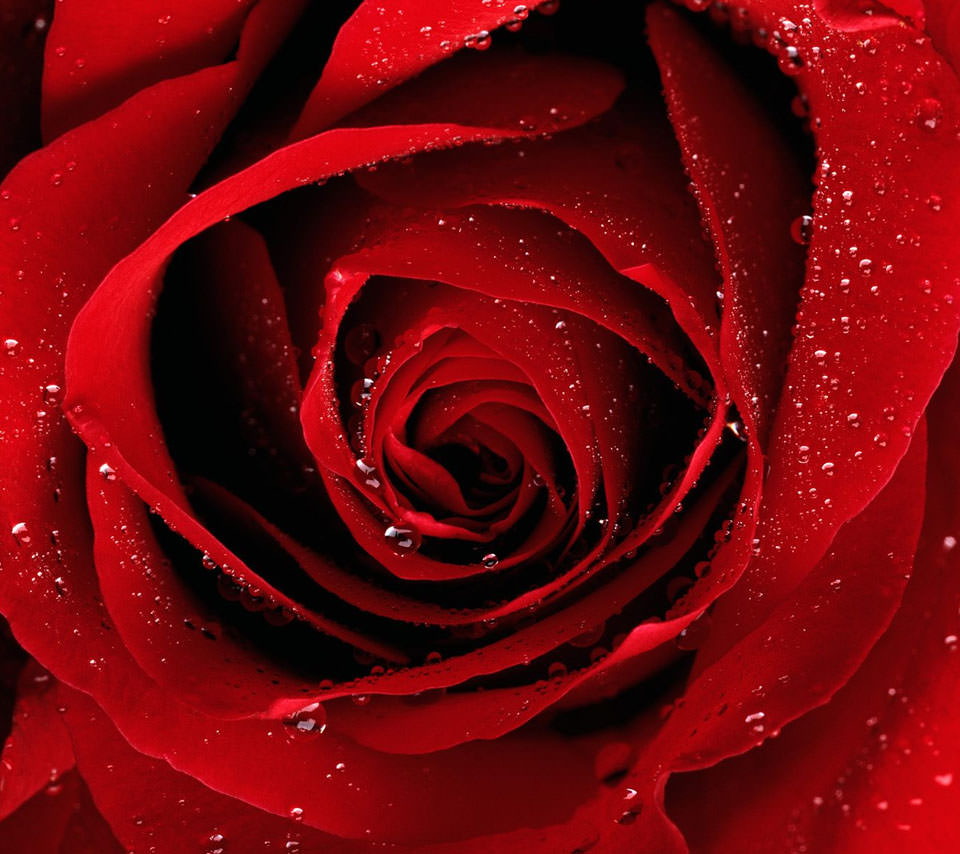 赤い薔薇のスマホ用壁紙(Android用/960×854)