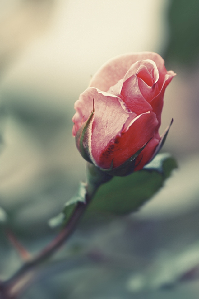 ピンクの薔薇のスマホ用壁紙(iPhone用/640×960)