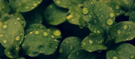 露草 スマホ用壁紙(Android/720×1280)