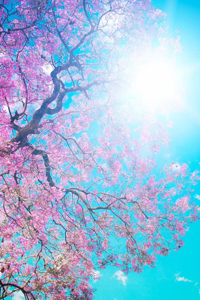 桜と青空 スマホ用壁紙(iPhone用/640×960)