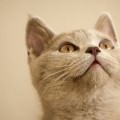かわいい猫 iPhone5 スマホ用壁紙