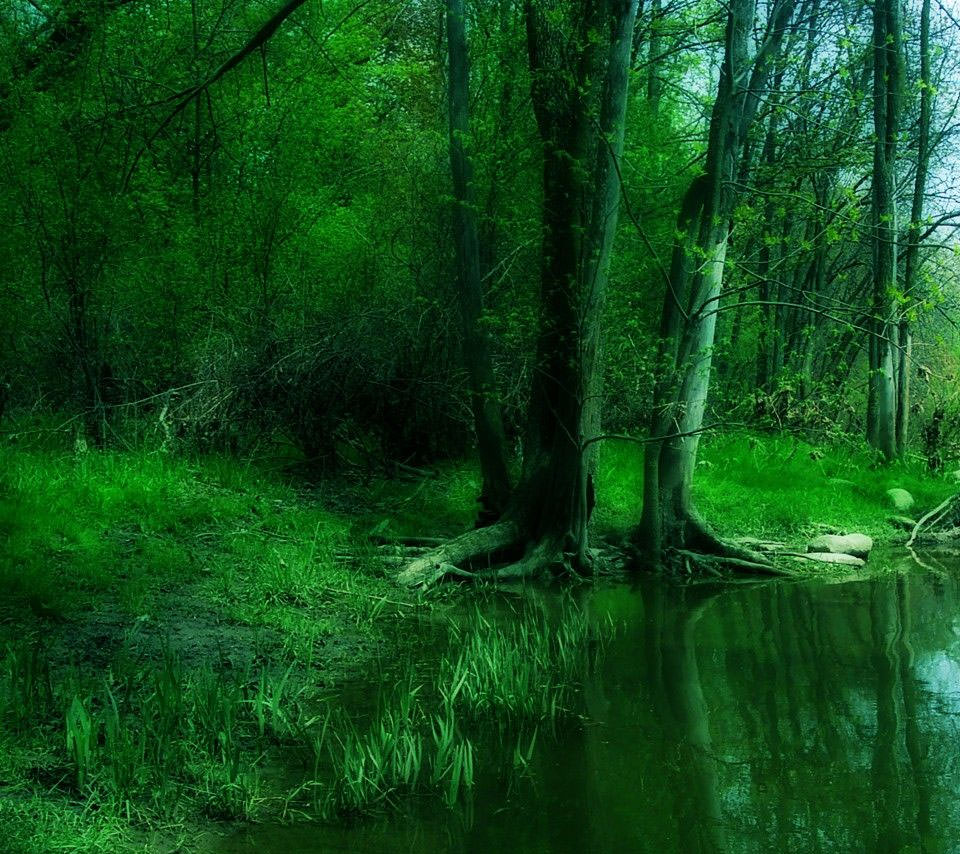 緑の深い森 Androidスマホ用壁紙
