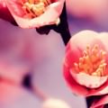 梅の花 iPhone5 スマホ用壁紙