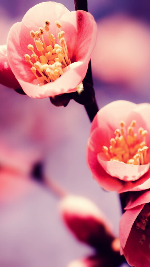 梅の花 iPhone5 スマホ用壁紙