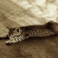 休憩中の猫 Androidスマホ用壁紙