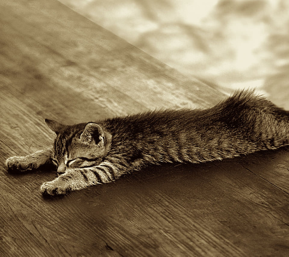休憩中の猫 Androidスマホ用壁紙