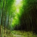 竹の小道 Androidスマホ用壁紙