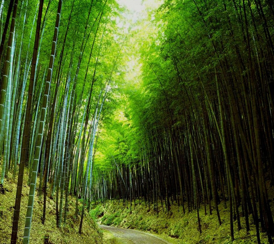 竹の小道 Androidスマホ用壁紙