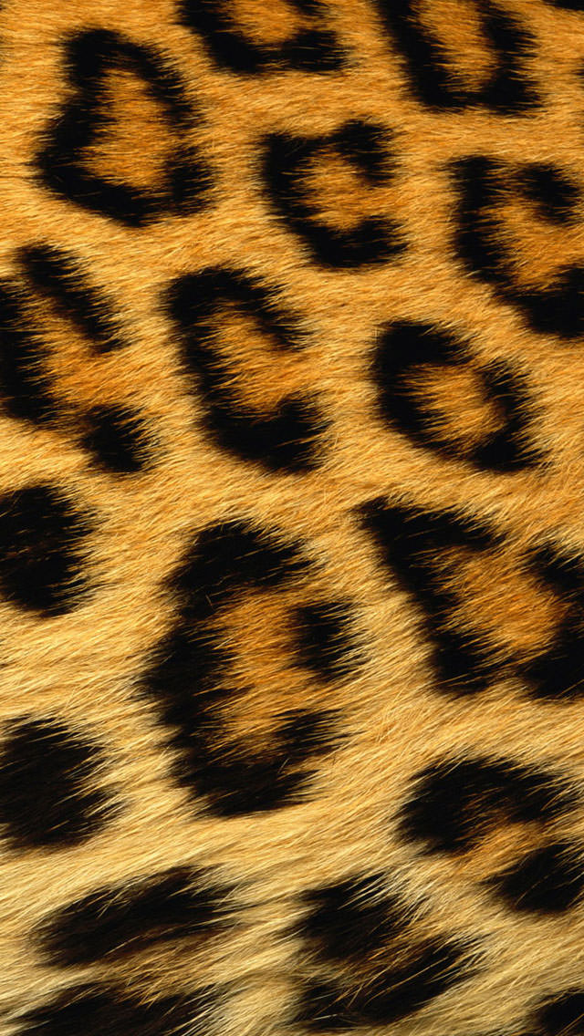 豹柄 iPhone5 スマホ用壁紙