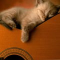 猫とギター Androidスマホ用壁紙