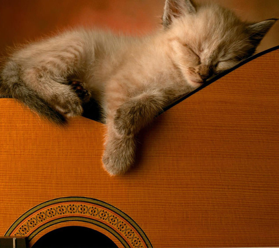 猫とギター Androidスマホ用壁紙 Wallpaperbox