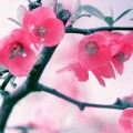 かわいい梅の花 iPhone5 スマホ用壁紙