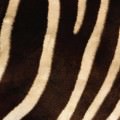 シマウマの毛皮 iPhone5 スマホ用壁紙