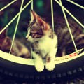 タイヤと猫 Androidスマホ用壁紙