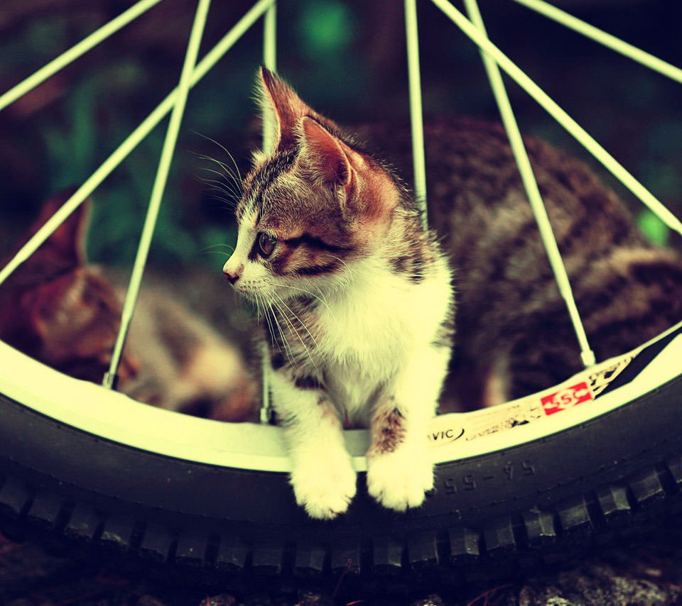 タイヤと猫 Androidスマホ用壁紙