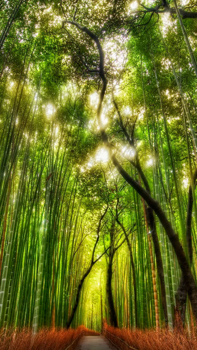 綺麗な竹林 iPhone5 スマホ用壁紙