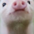 かわいい子豚 iPhone5 スマホ用壁紙