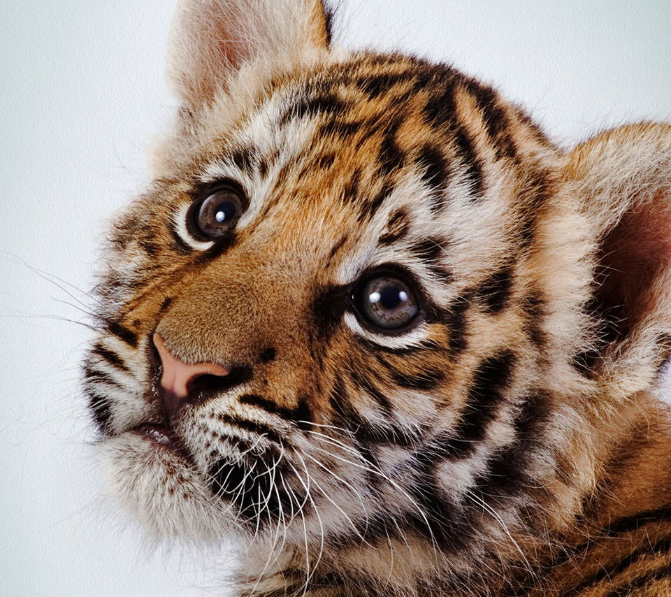 虎の赤ちゃん Androidスマホ用壁紙