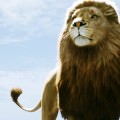 雄のライオン Androidスマホ壁紙