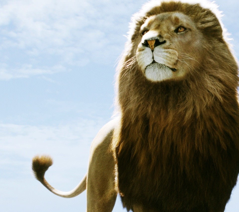 雄のライオン Androidスマホ壁紙