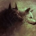 狼の肖像 Androidスマホ壁紙