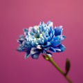 Blue Beautiful Flower Androidスマホ壁紙