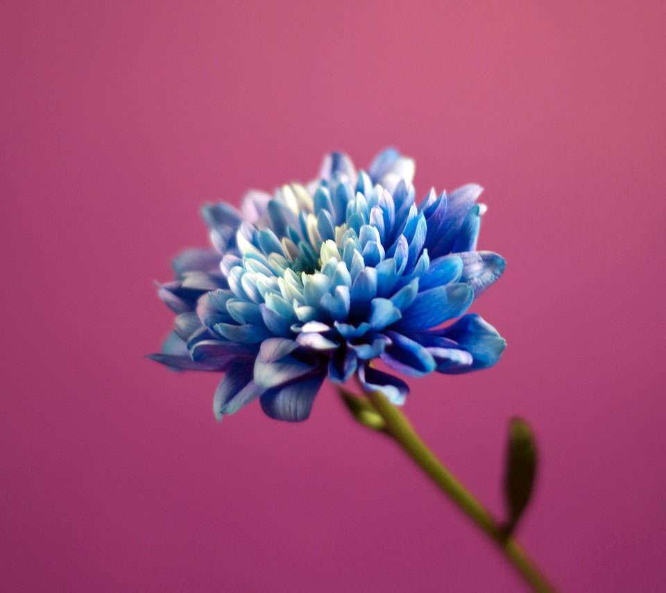 Blue Beautiful Flower Androidスマホ壁紙