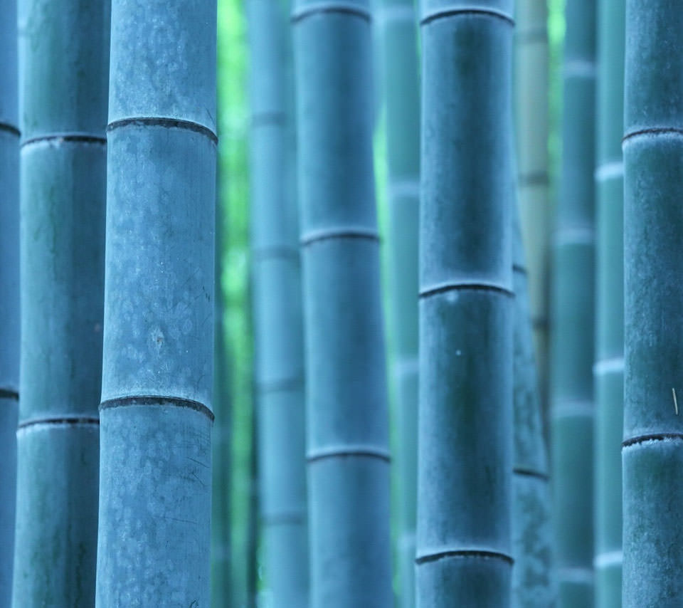 Blue Bamboo Androidスマホ壁紙