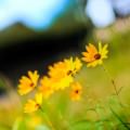 Yellow Flower Androidスマホ壁紙