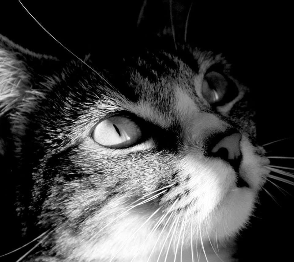 モノクロの猫の写真 Androidスマホ壁紙