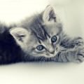 伸びをする猫 Androidスマホ壁紙
