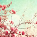 咲き乱れる梅の花 Androidスマホ壁紙