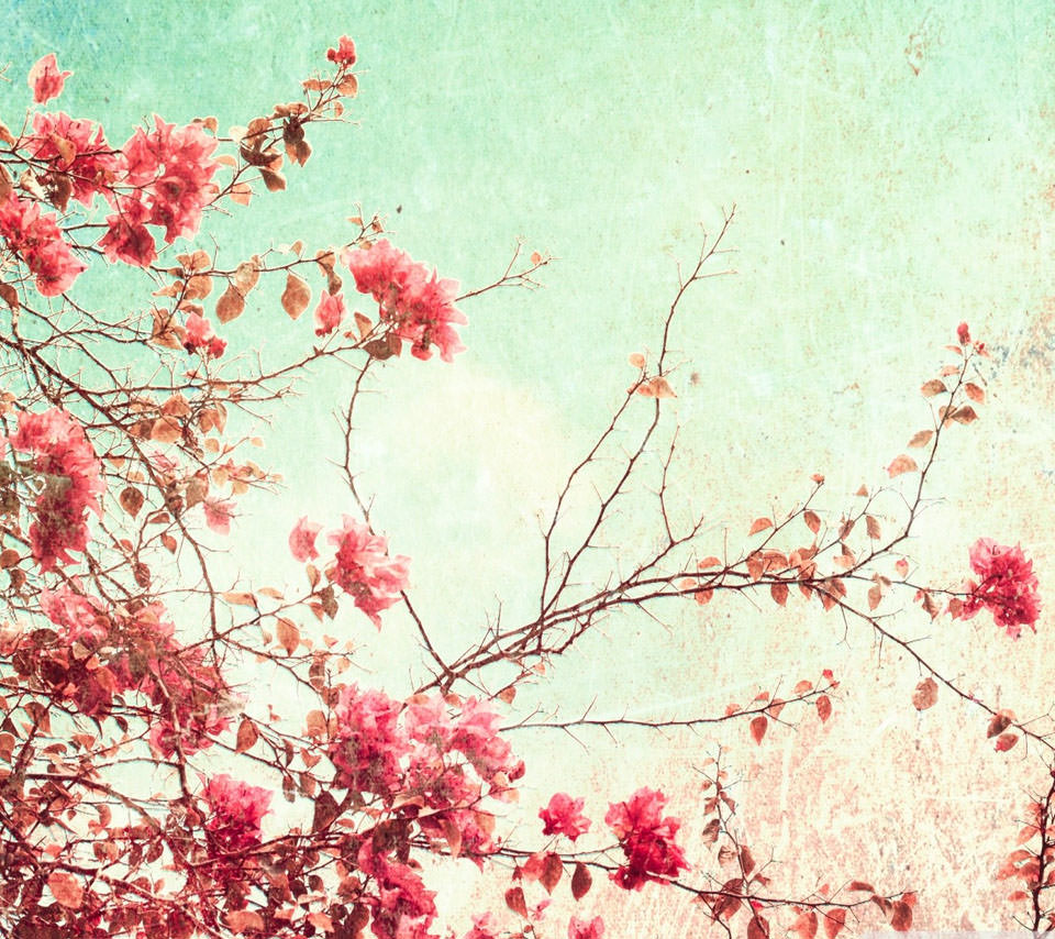 咲き乱れる梅の花 Androidスマホ壁紙