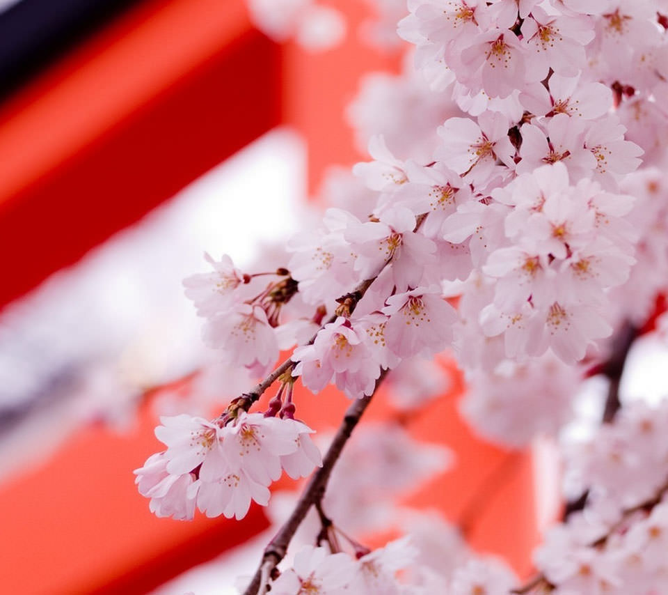 桜の花見 Androidスマホ壁紙