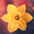 Yellow Flower iPhone5 スマホ用壁紙