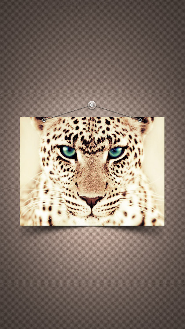 ジャガーの肖像 iPhone5 スマホ用壁紙