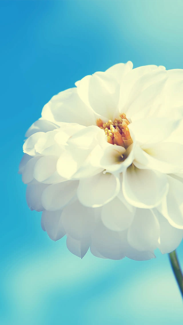 White Flower iPhone5 スマホ用壁紙